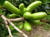 S Baret - Fruits de Bois de banane