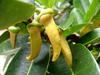 S Baret - Détail des fleurs de Bois de banane