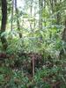 J-M Sarrailh - Jeune plant de Bois de plat en forêt