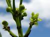 J-M Sarrailh - Fleur de Bois d'olive grosse peau 