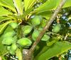 J-M Sarrailh - Fruits de Benjoin
