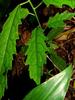 S Baret - Détail de feuilles de jeunes individus de Gros bois cassant