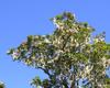 J-M Sarrailh - Vue du Bois maigre en fleur drapé de lichens