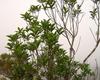 A Perroud - Rameaux de Trochetia granulata