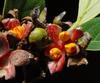 J-M Sarrailh - Fruits de Mapou ouverts