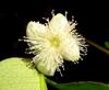 J-M Sarrailh - Fleur de Bois de nèfles à grandes feuilles