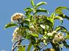 J-M Sarrailh - Fleurs de Bois de pomme blanc