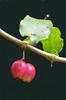 J-M Sarrailh - Fruits de Bois de pomme rouge