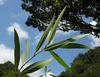 J-M Sarrailh - Bois d�?olive blanc, vue des feuilles