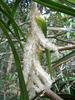 T Madaule - Inflorescence male de Petit vacoua