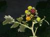 J-M Sarrailh - Fruits de Ronce blanche