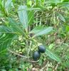 J-M Sarrailh - Fruits de Losto café