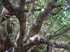 J-M Sarrailh - Branches de Bois de catafaille blanc