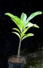 J-M Sarrailh - Jeune plant de Grand natte en pépinière