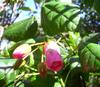 A Perroud - Feuilles et fleurs de Mahot rose